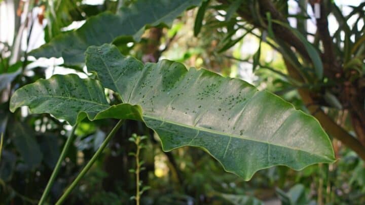 Philodendron Stenolobum Care – A Must-Read Guide