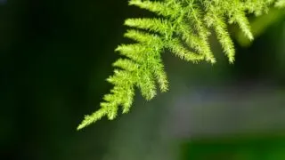 Plumosa蕨类植物