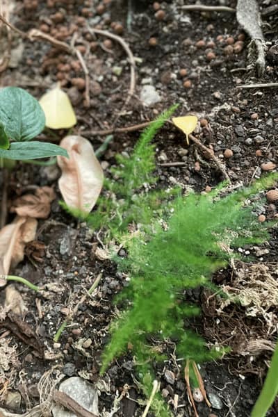 梅蕨在排水良好的土壤中生长最好