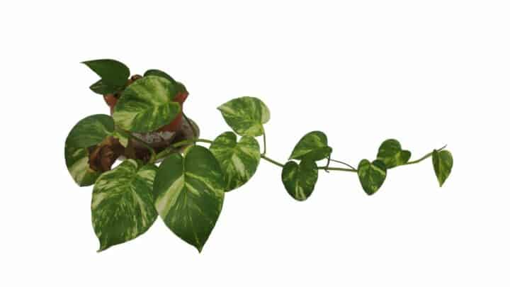 Why Are Pothos Leaves Turning Brown? 7 Preventable Reasons