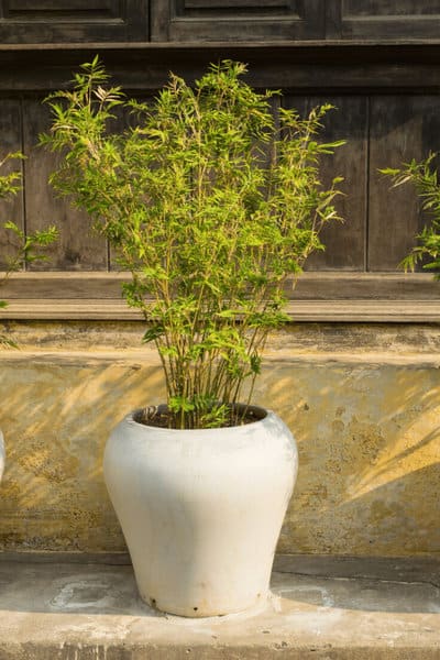 Repot the bamboo in its new container by using well-draining soil
