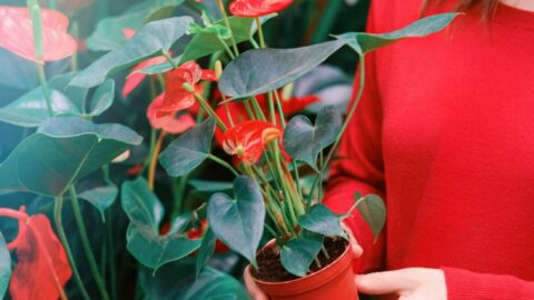 5 Steps To Repotting Anthurium Plants – A Step-By-Step Guide