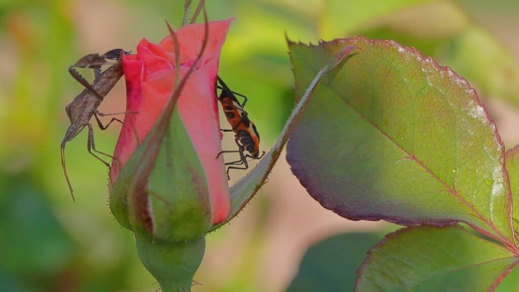 Here's How To Protect Your Roses From Bugs — For Good!