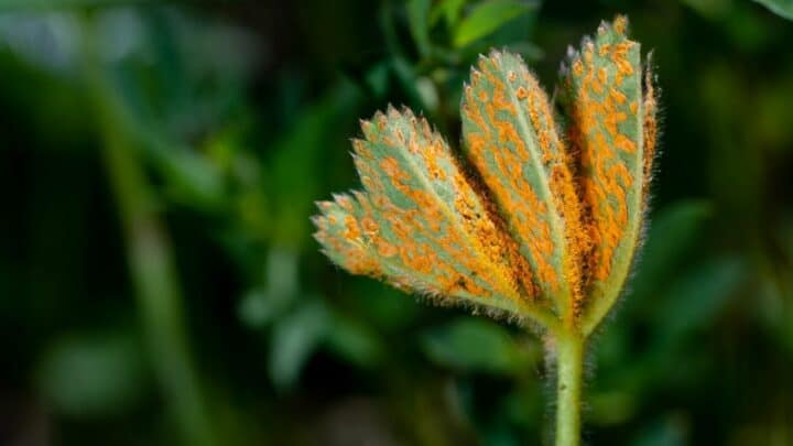 Rust Spots on Leaves during Flowering — Causes & Treatment