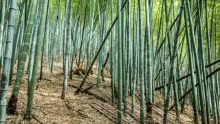 阻止竹子蔓延