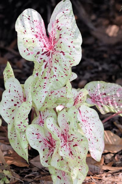 The tops of caladiums have to be cut when storing bulbs