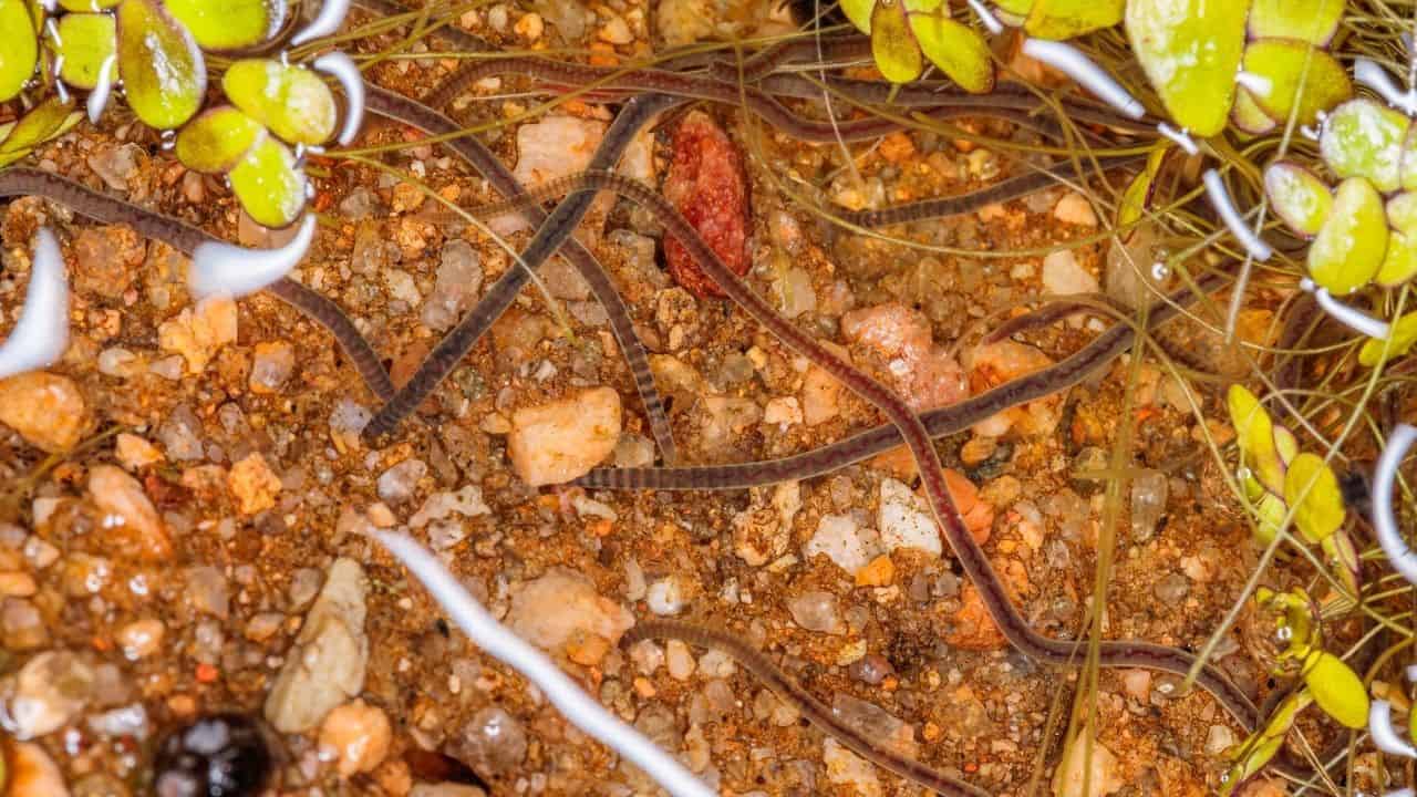 小蚯蚓在土壤中