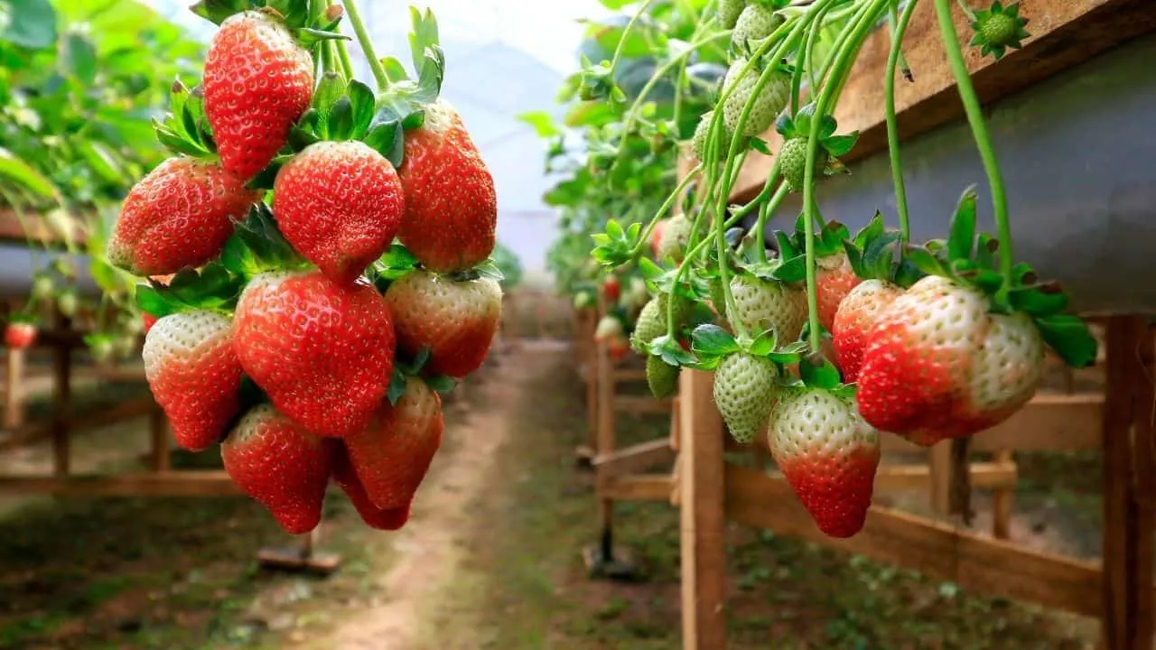 后种植草莓