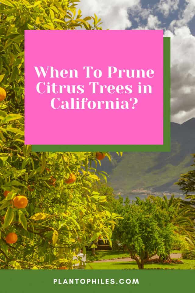 when-to-prune-citrus-trees-in-california-1-best-answer