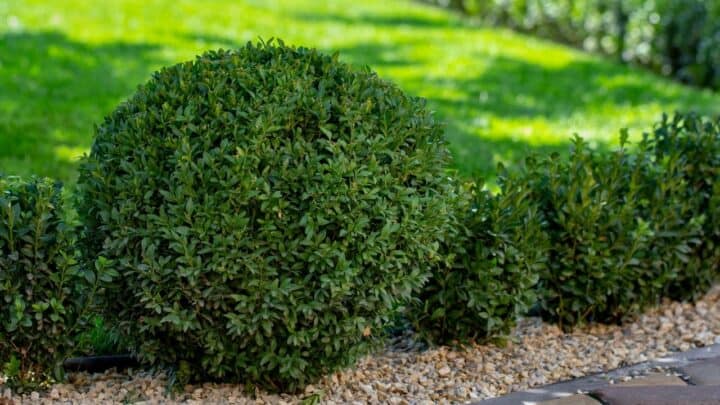 When to Transplant Boxwoods? Great Idea!