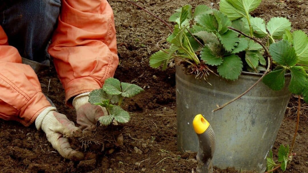 when-to-transplant-strawberries