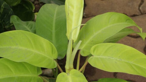 Where to Buy a Philodendron? Any Ideas?