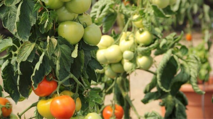 White Fungus on Tomato Plants — Is It a Threat?
