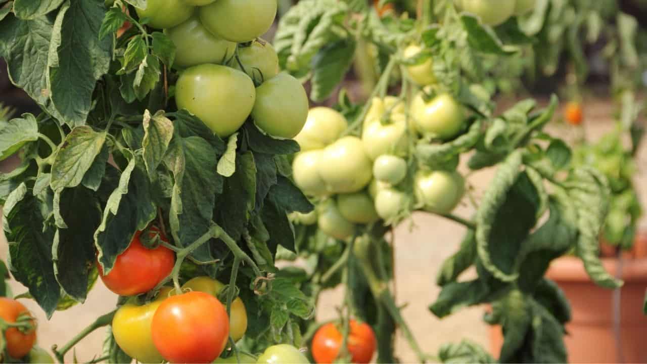 银耳对番茄植物188金宝慱亚洲体育