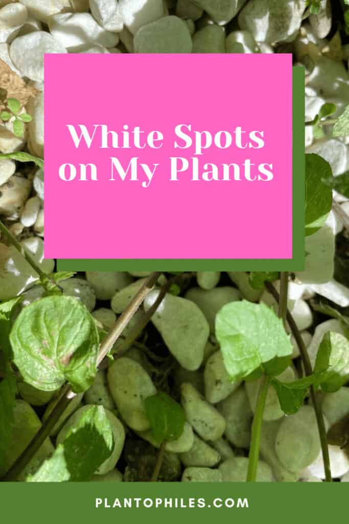 White Spots on My Plants