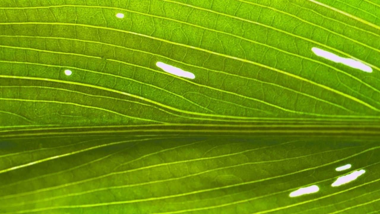 White Spots On Plant Leaves What Are They 