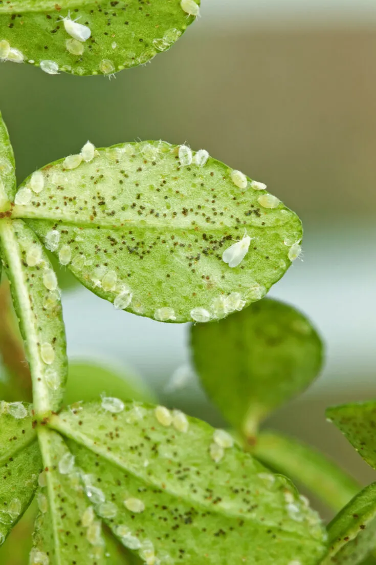 Whiteflies can cause cucumber leaves to turn yellow