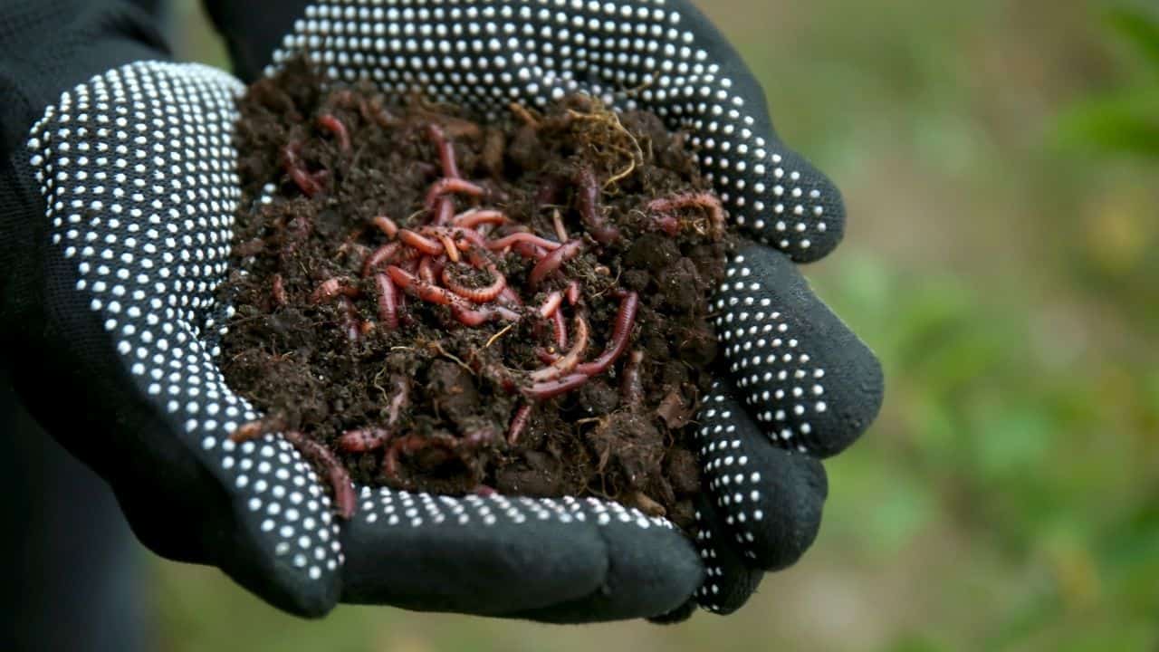土壤中为什么没有蠕虫