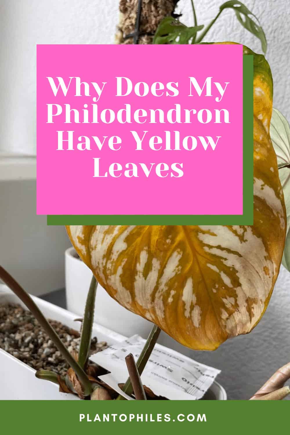 为什么我的莲花有黄色的叶子?