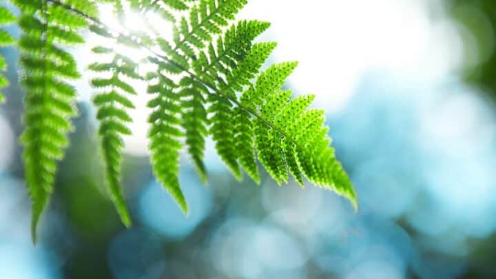 Why is My Fern Losing Leaves? ― Here’s Why!