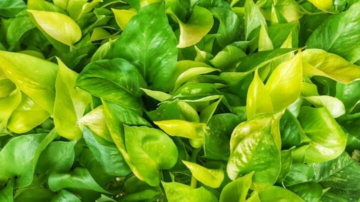 Why Golden Pothos Leaves Turn Yellow?  What’s The Problem?
