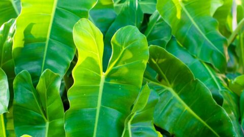 Why Does My Philodendron Have Yellow Leaves? 5 Reasons
