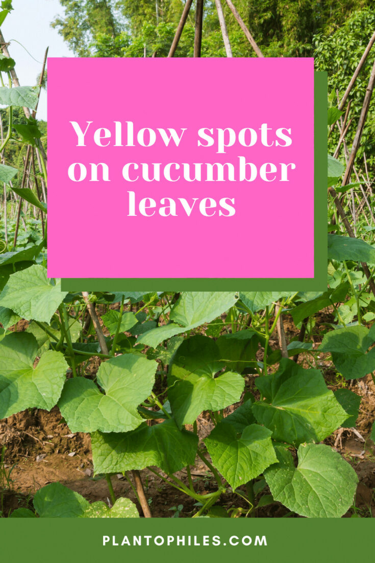 Yellow spots on cucumber leaves