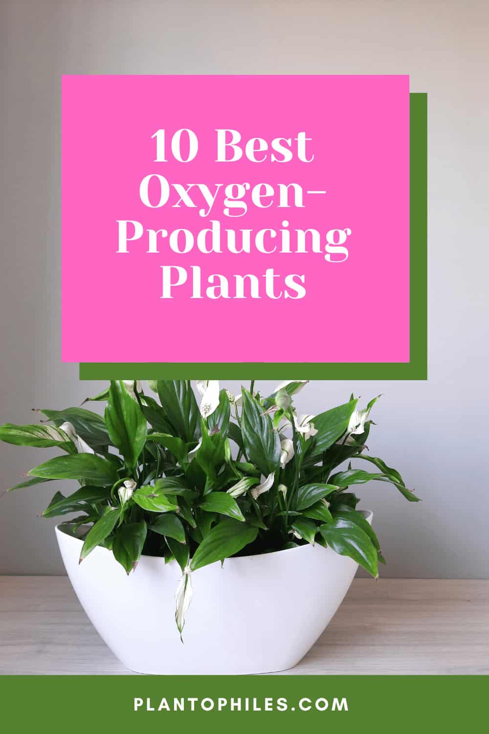 10 Best Oxygen-Producing Plants