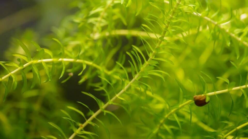 The 11 Best Bushy Aquarium Plants to Grow — Revealed