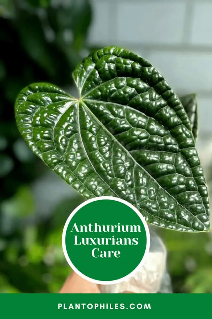 Anthurium Luxurians