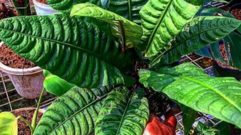 Anthurium Reflexinervium Care — The Best Plant Guide 101