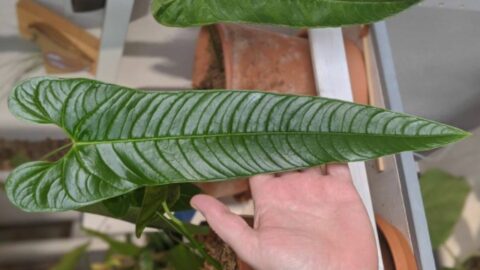 Anthurium Tremulum Care — What You Need To Know