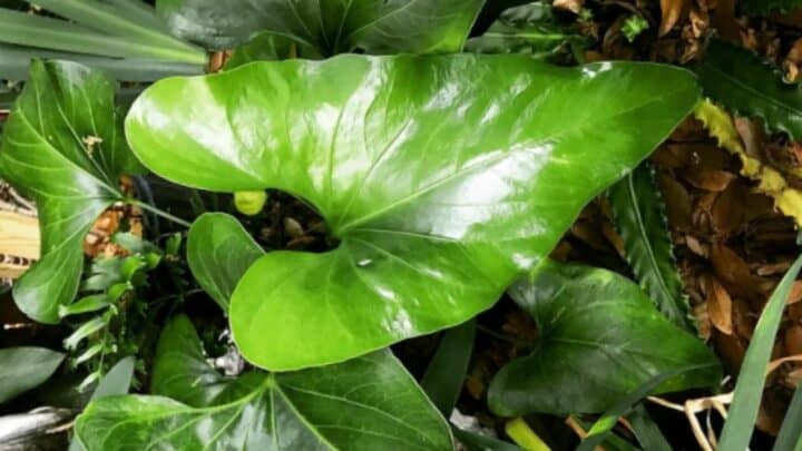 Anthurium Watermaliense Care — Top Care Guide