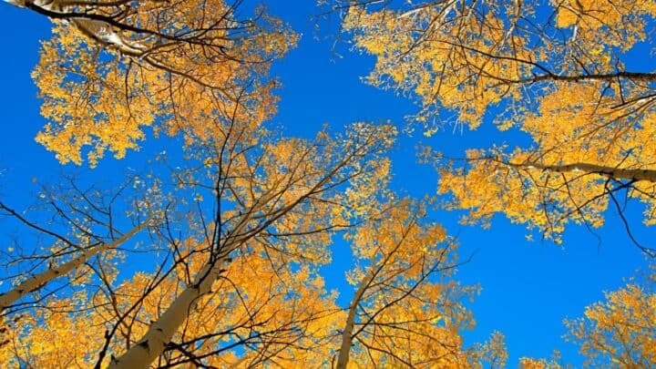 The Best Time to Plant Trees in Utah — You Must Read This