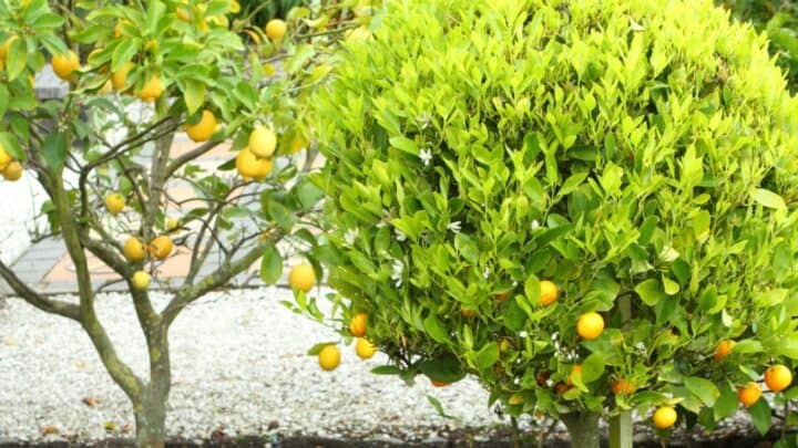 Citrus Tree — Plant Care Guide 101