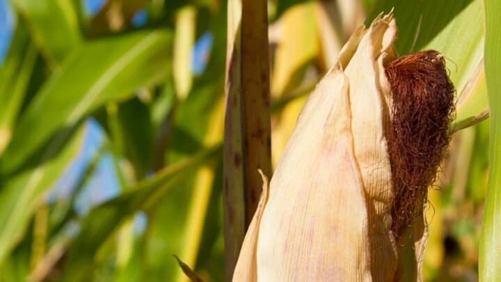8 Reasons For Brown Tips on Corn Plants
