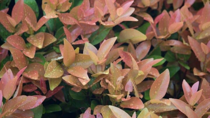 Eugenia Plant Problems — 6 Things to Know