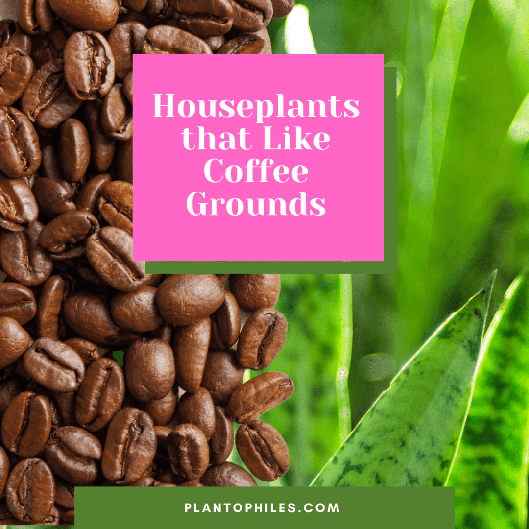 coffee-grounds-for-plants-the-natural-way-to-boost-growth-homes