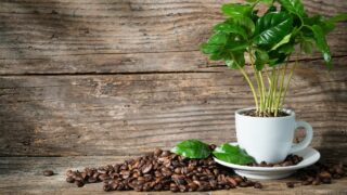 喜欢咖啡渣188金宝慱亚洲体育的室内植物