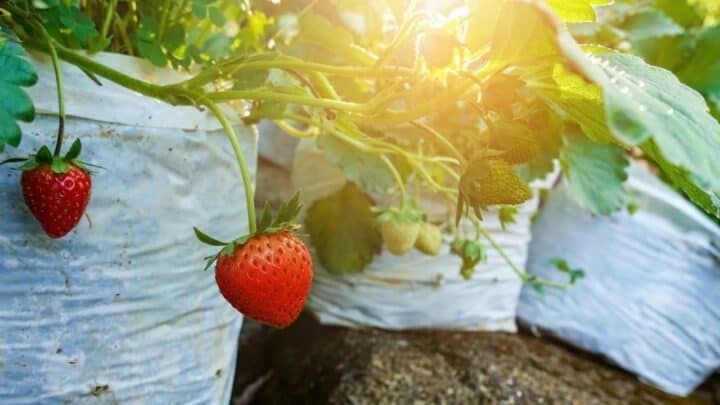 How Far Apart to Plant Strawberries  — Problem Solved!