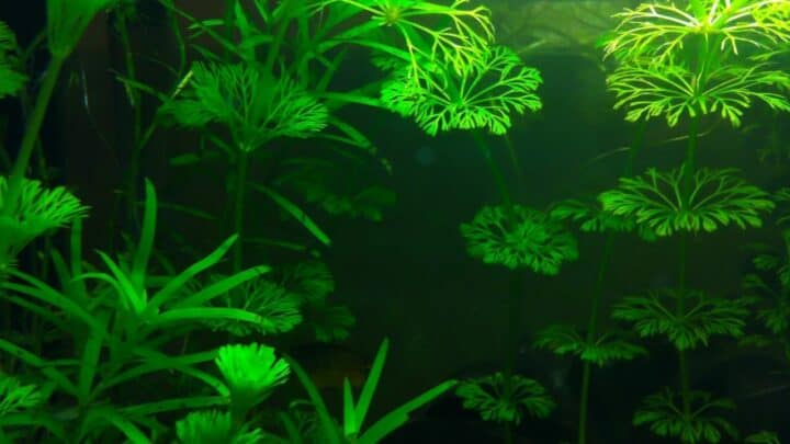 How Many Hours of Light Do Aquarium Plants Need? — Solved