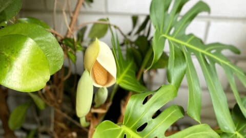 How to Pollinate Philodendron and Monstera — Top Tips!