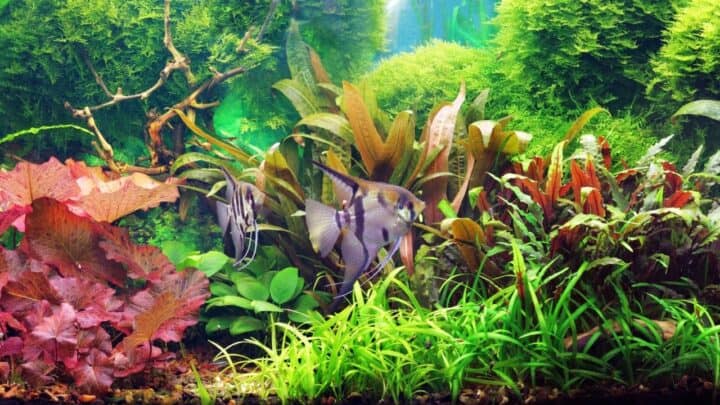 How to Clean Aquarium Plants before Planting — Top Tips