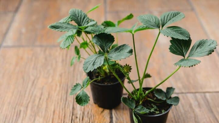 How to Grow Strawberries in Pots  — 7 Considerations!