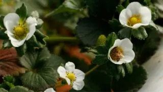 How to Pollinate Strawberries