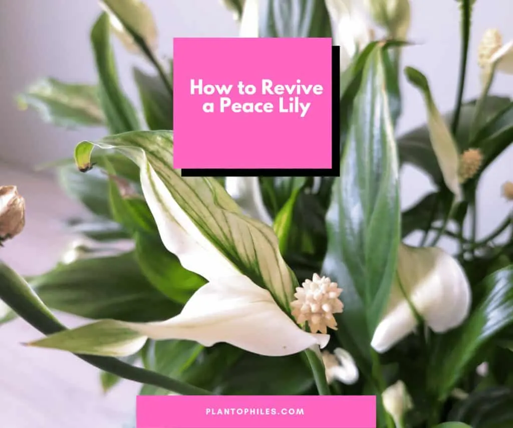 How to Revive a Peace Lily 