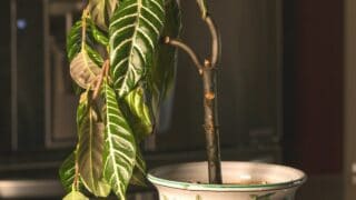 188金宝慱亚洲F1如何恢复浇水过多的室内植物