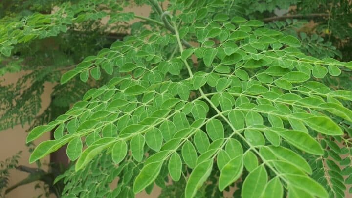 Moringa Tree Care — Here’s What You Need to Know