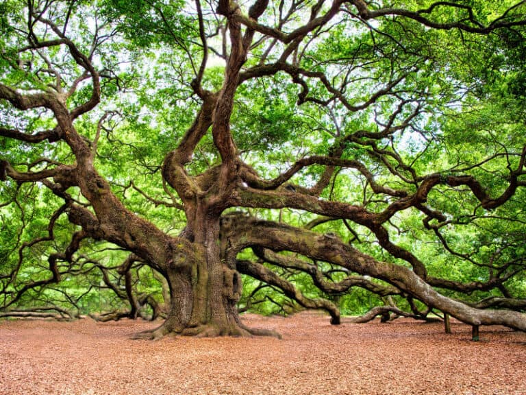 4 Best Trees to Plant in Georgia