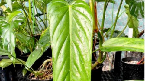 Philodendron Asplundii Plant Care — Best Tips!